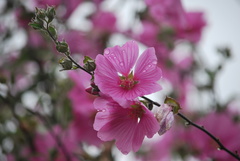 Malva moschata