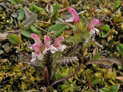 Pedicularis hirsuta