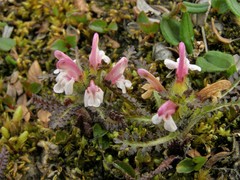 Pedicularis hirsuta