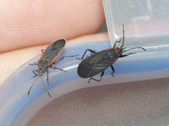 Melacoryphus rubicollis