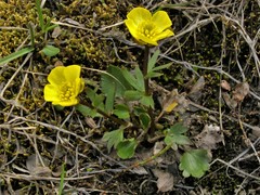 Ranunculus sulphureus
