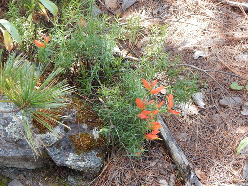 Castilleja linifolia (Castilleja linifolia)
