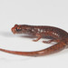 Townsend's Dwarf Salamander - Photo (c) Mirna G. García-Castillo, some rights reserved (CC BY-NC), uploaded by Mirna G. García-Castillo