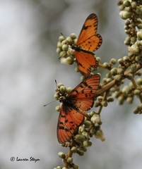 Acraea petraea