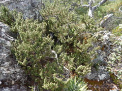 Juniperus durangensis