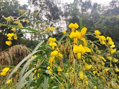 Crotalaria tetragona