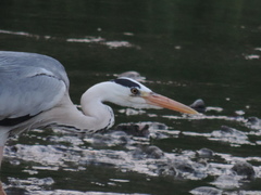 Ardea cinerea