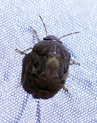 Stethaulax marmorata