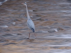 Ardea cinerea