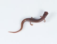 Parvimolge townsendi