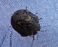 Stethaulax marmorata