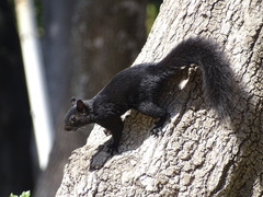 Sciurus aureogaster nigrescens