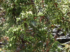 Juniperus durangensis