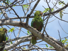 Amazona leucocephala