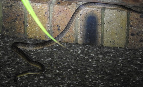 Brown Tree Snake sighting