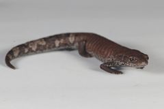 Pseudoeurycea werleri