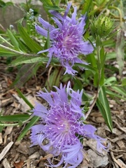 Stokesia