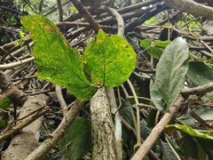 Millettia pachyloba