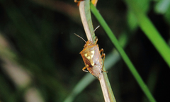 Oebalus poecilus