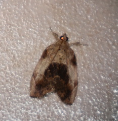 Crocidolomia suffusalis