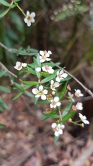 Sannantha pluriflora