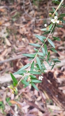 Sannantha pluriflora
