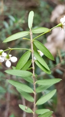 Sannantha pluriflora