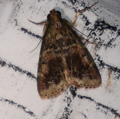 Orthaga atribasalis