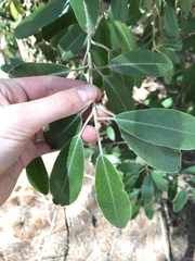 Pittosporum crassifolium