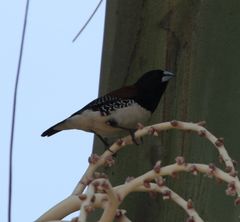 Spermestes bicolor nigriceps
