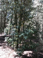 Pittosporum crassifolium