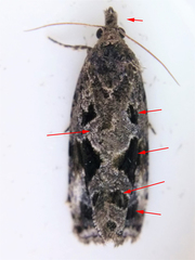 Endothenia nubilana