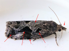 Endothenia nubilana
