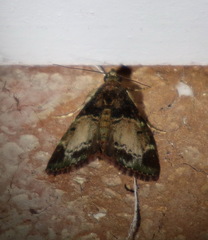 Orthaga atribasalis