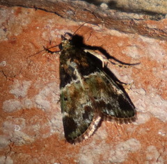 Orthaga atribasalis