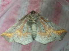 Metanema determinata