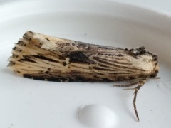 Crambodes talidiformis