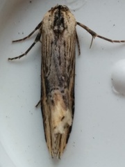 Crambodes talidiformis
