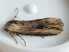 Crambodes talidiformis