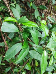 Urceola rosea