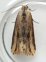 Crambodes talidiformis
