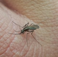 Aedes atlanticus