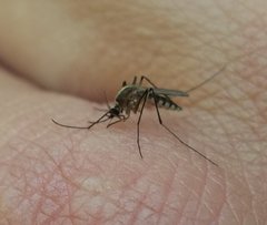 Aedes atlanticus