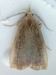 Macrochilo orciferalis