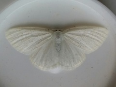 Protitame virginalis