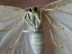 Protitame virginalis