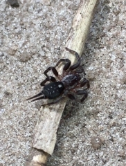 Ischnothele annulata