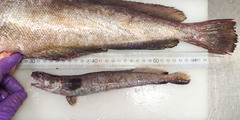 Enchelyopus cimbrius
