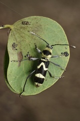 Chlorophorus curtisi
