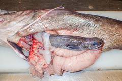 Enchelyopus cimbrius